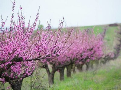 цветение персиков в Крыму