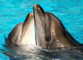 поплавать вмиесте с дельфинами