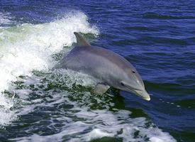 йога и дельфины