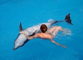 контакт с дельфинами