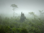 джунгли Читван поездка на слонах