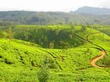 Йога тур в Шри-Ланку - чайная фабрика