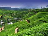 Йога тур в Шри-Ланку, чайные плантации