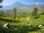 Йога тур в Шри-Ланку фабрика чая