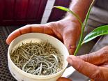 Йога тур в Шри-Ланку, выращивание чая